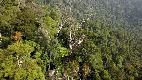 Drone view rainforest canopy, Malaysia Видео 123754938