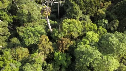 Drone view rainforest canopy, Malaysia Stock Footage 123755023