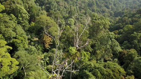 Drone view rainforest canopy, Malaysia Vídeo Stock 123755311