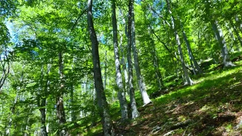 Drone view  of Raysko Praskalo, "Heavenly Spray" - the highest waterfal Stock-Footage 282822210