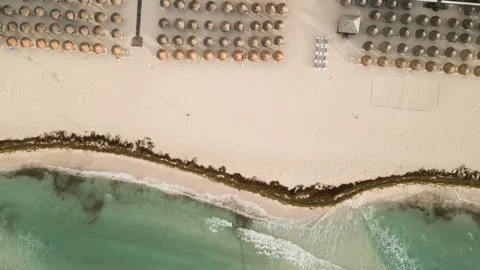 Drone view of resort beach with sargassum seaweed shoreline Stock Footage 345682168