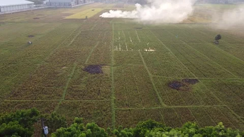 The drone view of rice field in banyumas regency Stock Footage 288008748