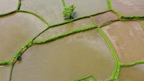 Drone view of rice fields in Bali, Indonesia, a lush agricultural landscape cult Stock Footage 309262487