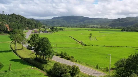 Drone view of rice fields Stock Footage 264095279