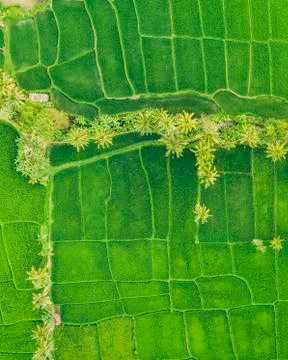 Drone view of rice fields; Licin, East Java, Java, Indonesia Stock-Fotos