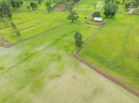 Drone view rice fields, rural farm plots and water filled paddies during we.. Stock Photos