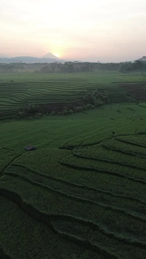 Drone view of rice fields terrace of Indonesia. Stock Footage 277535579