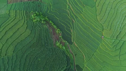 Drone view of rice fields terrace of Indonesia. Stock Footage 277535755