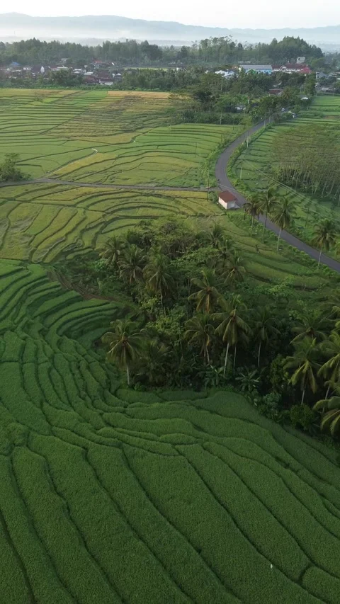 Drone view of rice fields terrace of Indonesia. Stock Footage 277535790