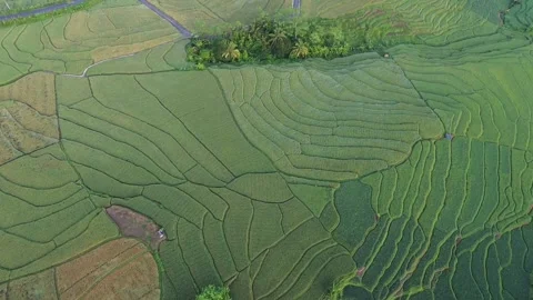 Drone view of rice fields terrace of Indonesia. Stock Footage 277535903