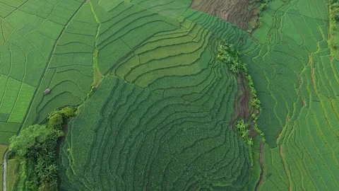 Drone view of rice fields terrace of Indonesia. Stock Footage 277535909