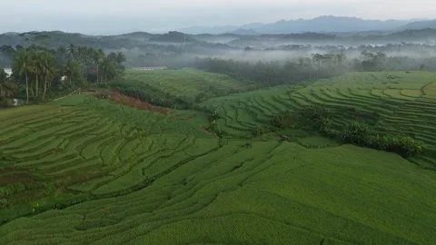 Drone view of rice fields terrace of Indonesia. Stock Footage 277535913