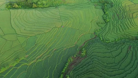 Drone view of rice fields terrace of Indonesia. Stock Footage 277535925