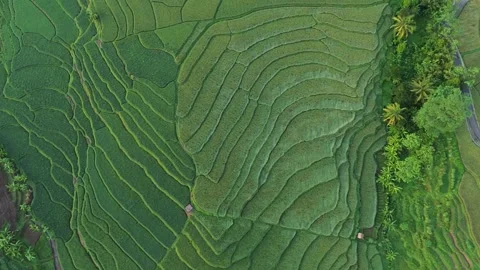 Drone view of rice fields terrace of Indonesia. Stock Footage 277535926