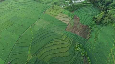 Drone view of rice fields terrace of Indonesia. Stock Footage 277536006
