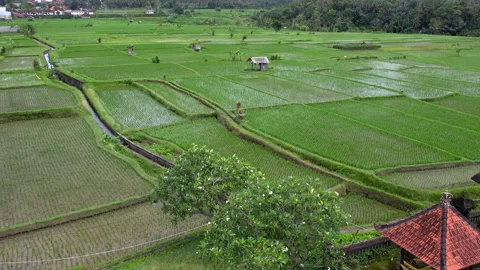 Drone view of rice paddies fields in Bali with traditional temple and hut Stock Footage 270360941