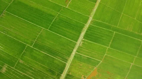 Drone view of rice paddy field in the Asian countryside on a sunny day. Video stock 140944868
