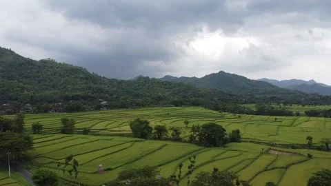 Drone View Ricefield Stock Footage 170649660