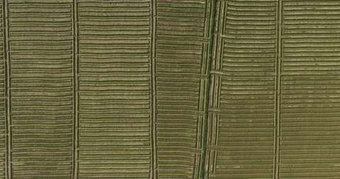 Drone view of ridge planting pattern used to grow vegetable in farm Vídeo Stock 329680802