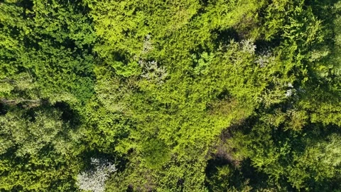 Drone view rising and rotating over dense green forest from top-down angle Stock Footage 309762392