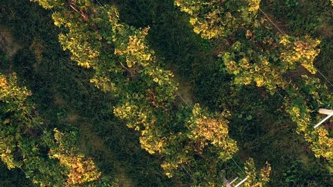 Drone view of rising directly above vineyards. Stock Footage 118193655