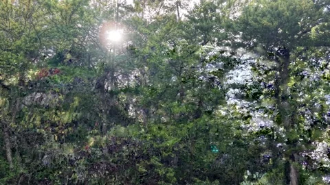 Drone view rising past forest trees with sunlight filtering through leaves Video stock 345743756