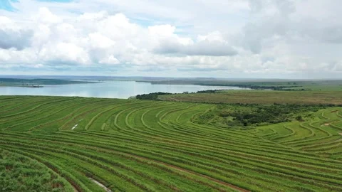 Drone view of riverside sugar cane field recently harvested in Brazil Stock Footage 255686611