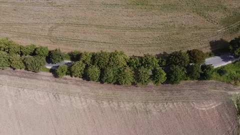 Drone view of the road among the trees dividing the field Stock Footage 159062121