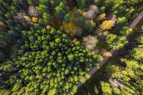 Drone view of road and forest in golden time Stock Photos