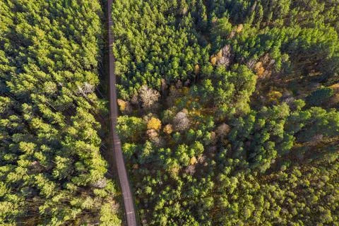 Drone view of road and forest in golden time Stock Photos