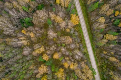 Drone view of road and forest in golden time Stock Photos