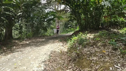 Drone view on the road and jungle Video stock 149109955