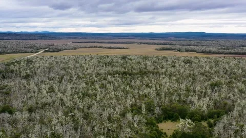 Drone view of road that goes through dead forests on Patagonian plains Stock Footage 255685495