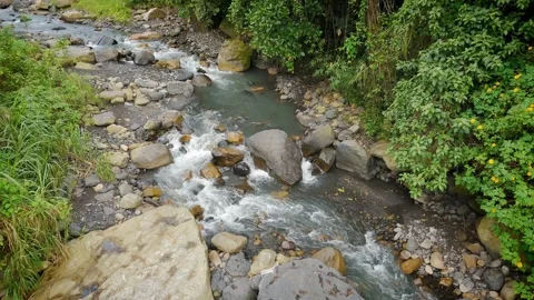 Drone view of rocky stream surrounded by dense vegetation and flowing water Stock Footage 316792475