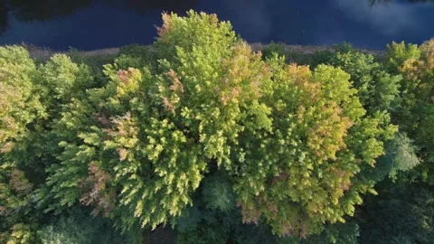 Drone View of Rolling Hills and Autumn Forest Stock Footage 321639107