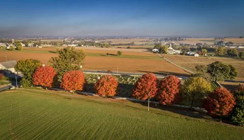 Drone View of a Row of Trees with Fall Bright Colors on a Early Morning Sunri Stock Photos