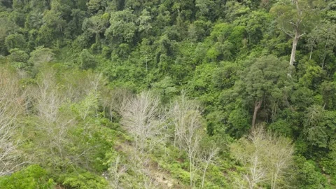 Drone view of rubber plantation and forest in Chat Village Stock Footage 149111195