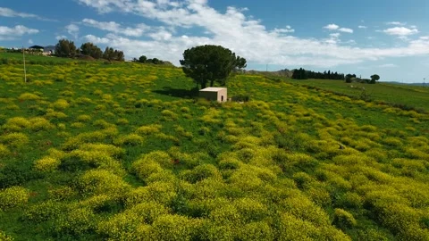 Drone View of a Rustic House in Yellow Field, Sicilian Countryside in Spring Stock Footage 310118761