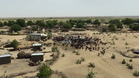 Drone view of sacrificial cattle cooling off in water during heat, April 25, 스톡 동영상 334810762