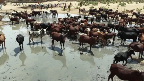 Drone view of sacrificial cattle cooling off in water during heat, April 25, Stock Footage 334810827