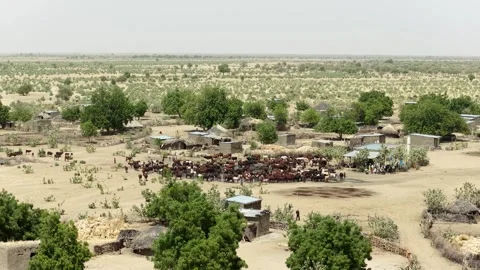 Drone view of sacrificial cattle gathered in an African village, April 25, 2026, Video stock 334812080