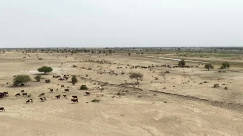 Drone view of sacrificial cattle grazing in dry countryside, April 25, 2026, Stock Footage 334802729