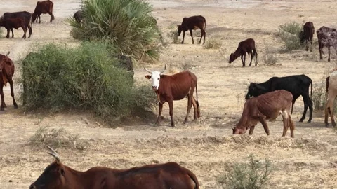 Drone view of sacrificial cattle grazing in dry countryside, April 25, 2026, Stock Footage 334823362