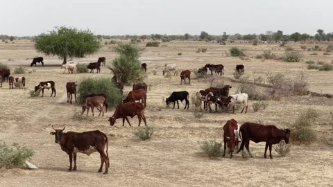 Drone view of sacrificial cattle grazing in dry countryside, April 25, 2026, Stock Footage 334823367