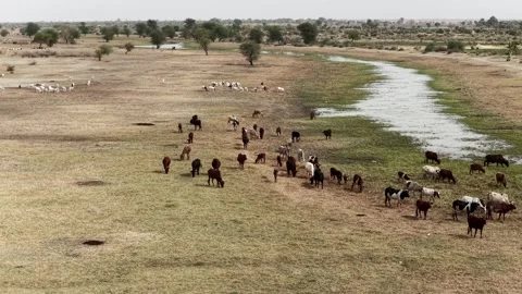 Drone view of sacrificial cattle grazing in dry countryside, April 25, 2026, Stock Footage 334823374