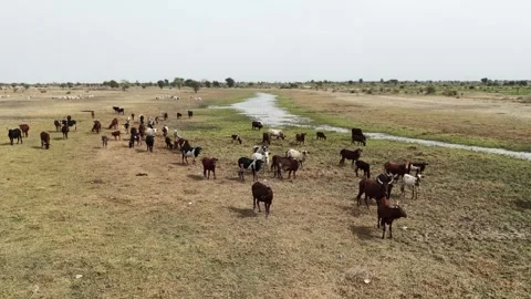 Drone view of sacrificial cattle grazing in dry countryside, April 25, 2026, Stock Footage 334823377