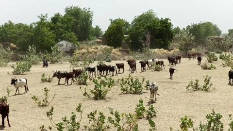 Drone view of sacrificial cattle herd dispersing through village, April 25, 2026 Video stock 334811365
