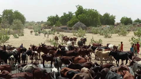 Drone view of sacrificial cattle herd dispersing through village, April 25, 2026 Stock Footage 334811461