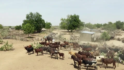 Drone view of sacrificial cattle herd dispersing through village, April 25, 2026 Vídeo Stock 334811540