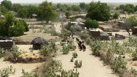 Drone view of sacrificial cattle herd dispersing through village, April 25, 2026 Stock Footage 334811768